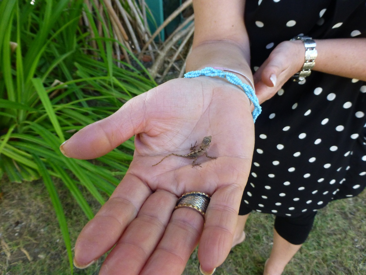 Little gecko