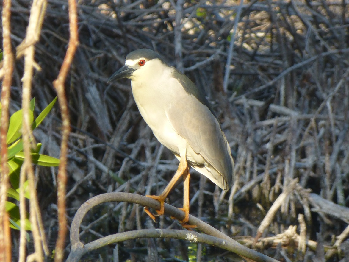 Heron red eye