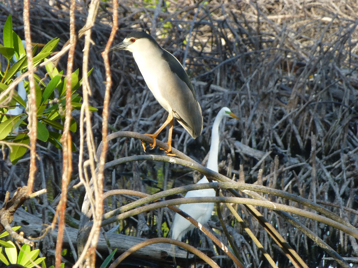 Heron and Egret