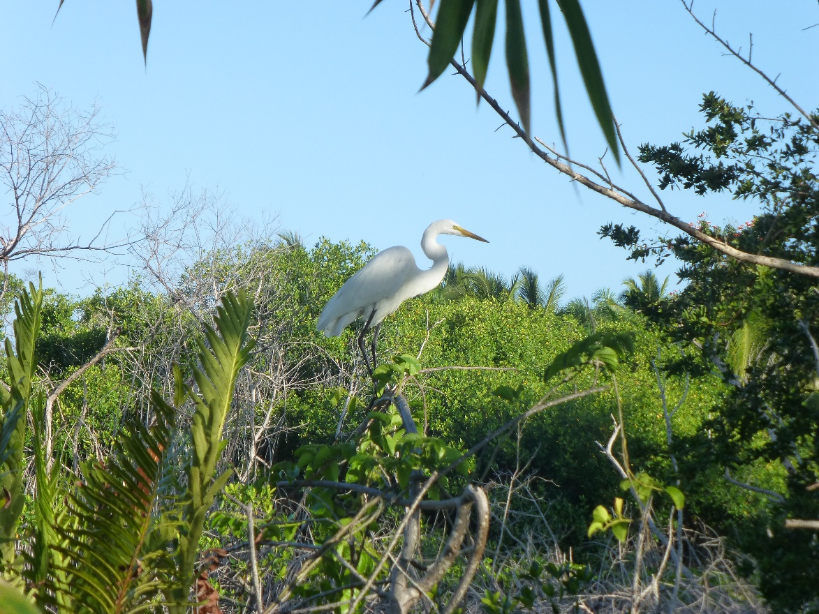 Great Egret