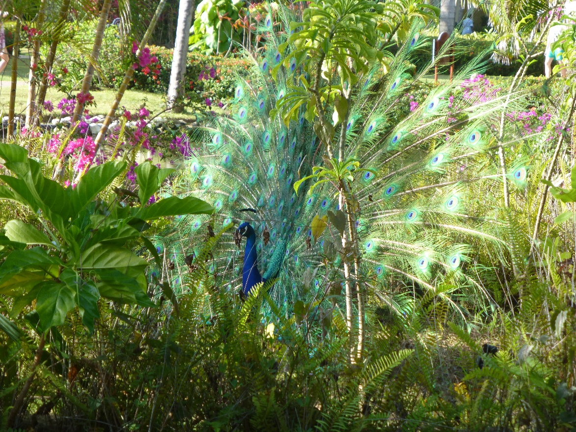 Peacock hiding