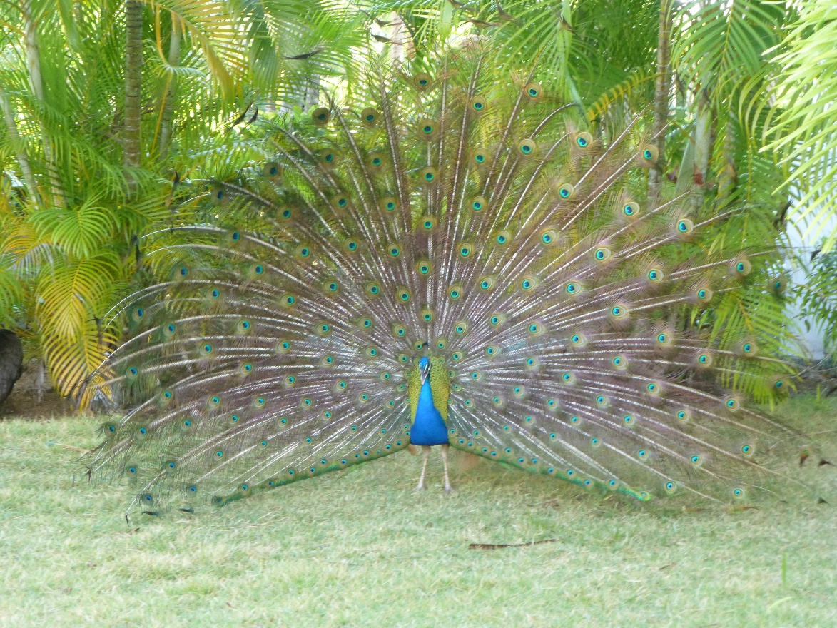 Peacock 2