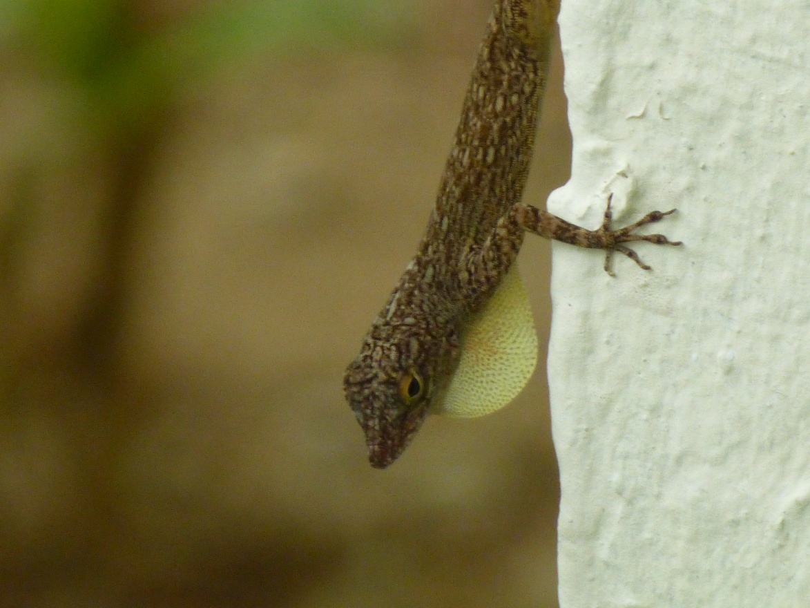 Gecko 3