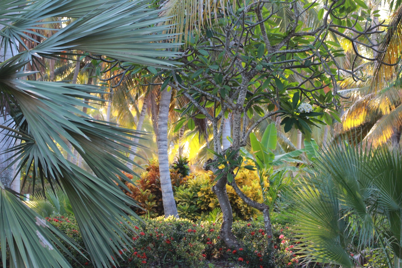 Trees