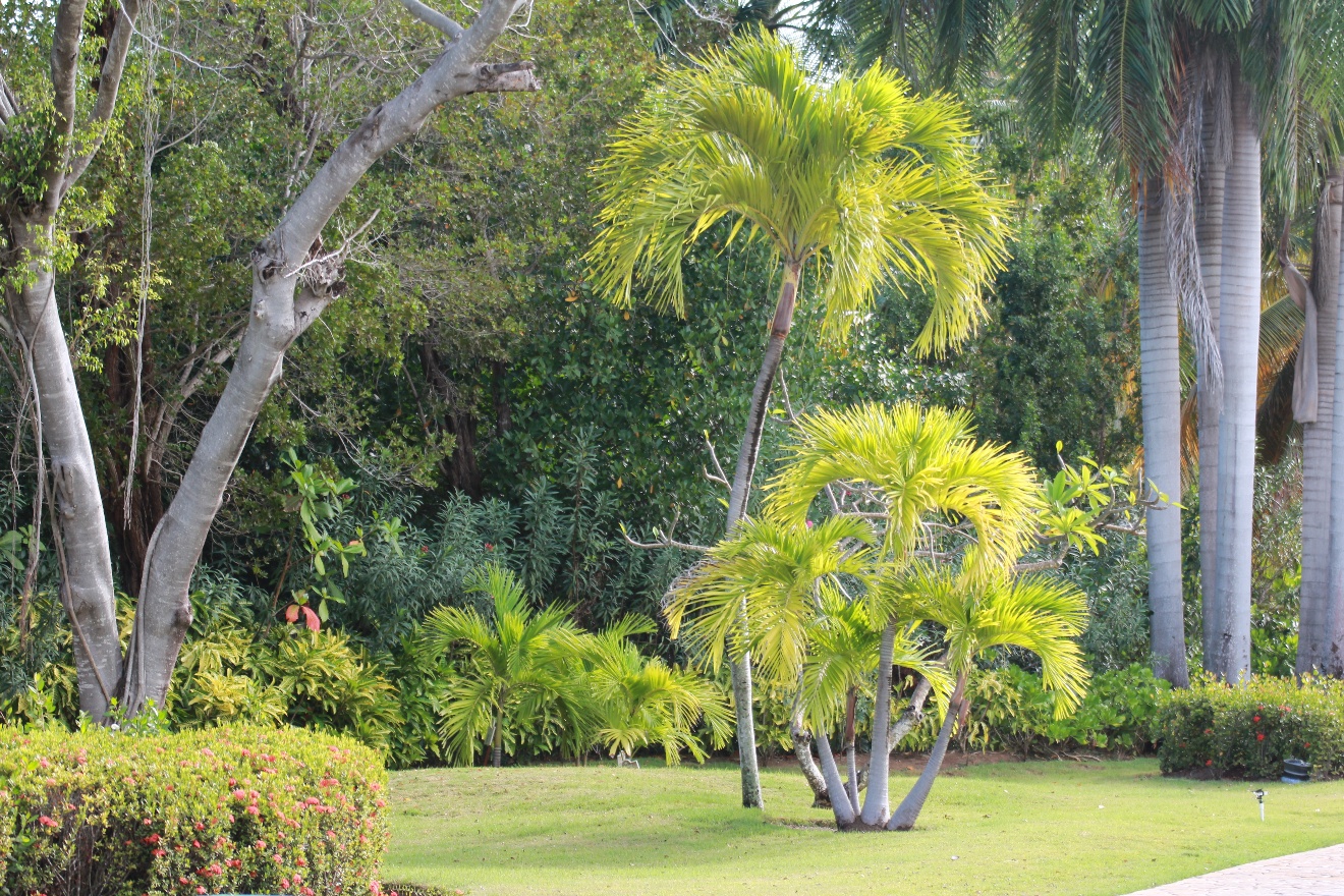 Palm trees