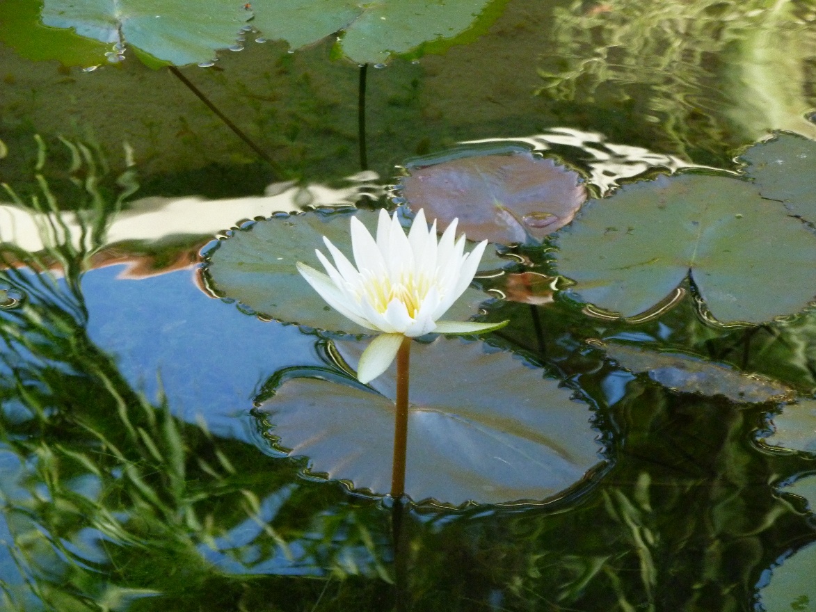 Lily blooming