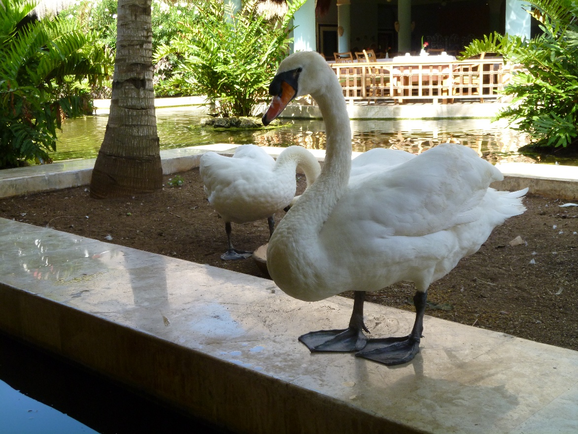 2 hungry swans