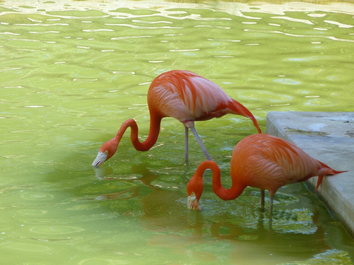 Flamingos