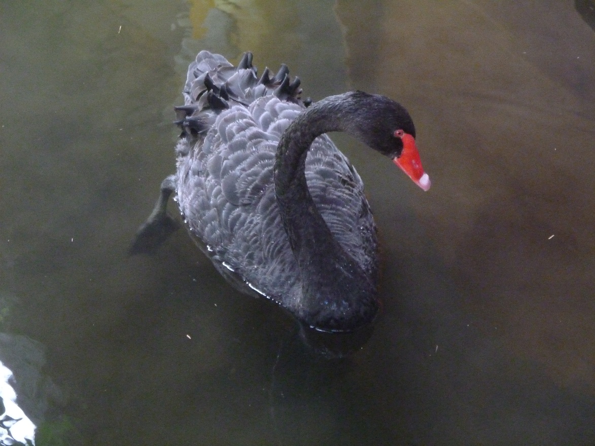 Black Swan