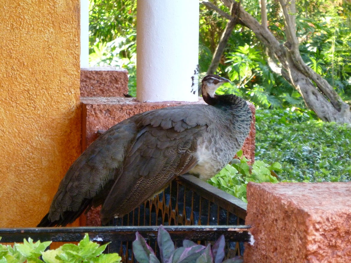 Peacock executive chair