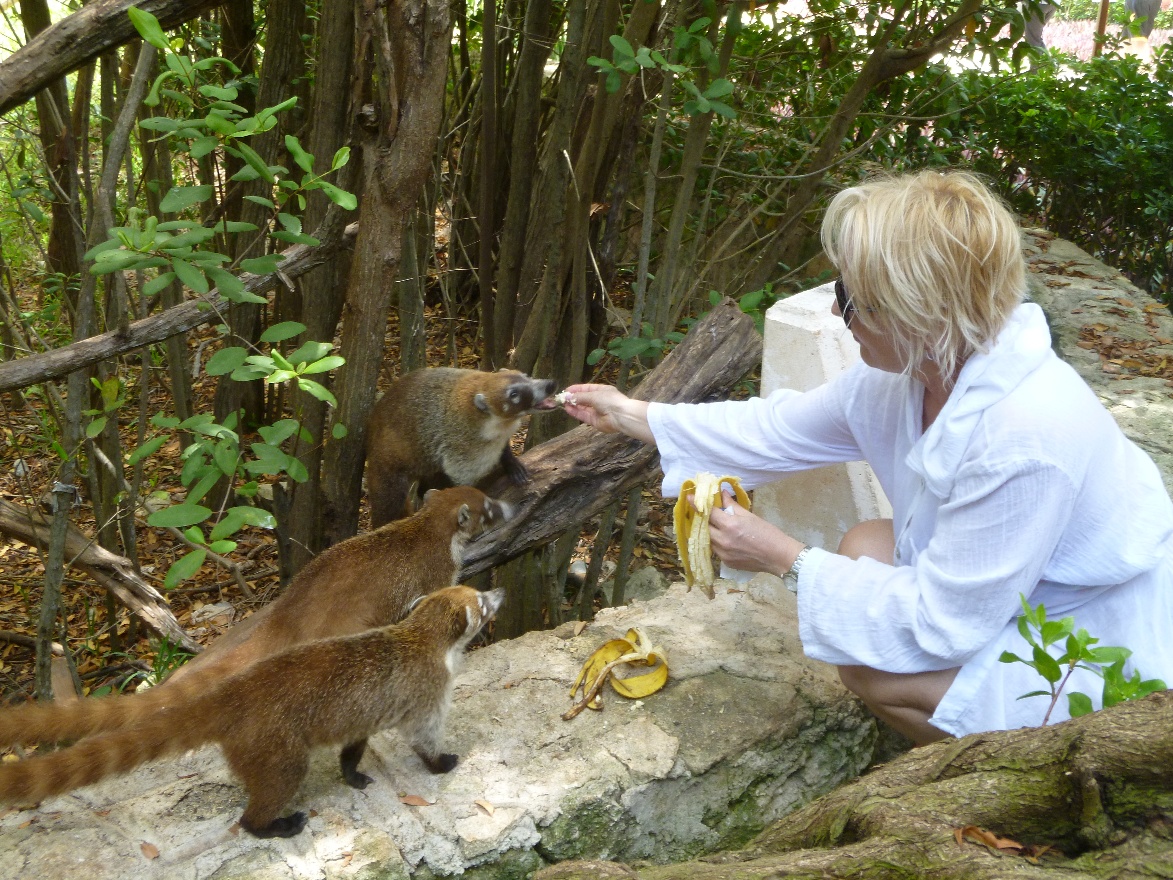 Never ehough banannas