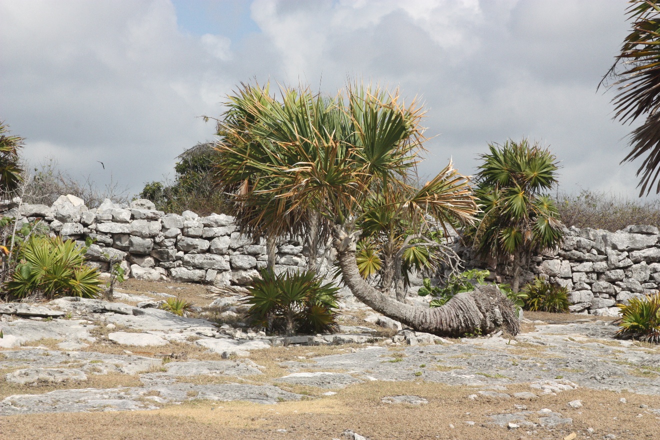 Horizontal palm tree