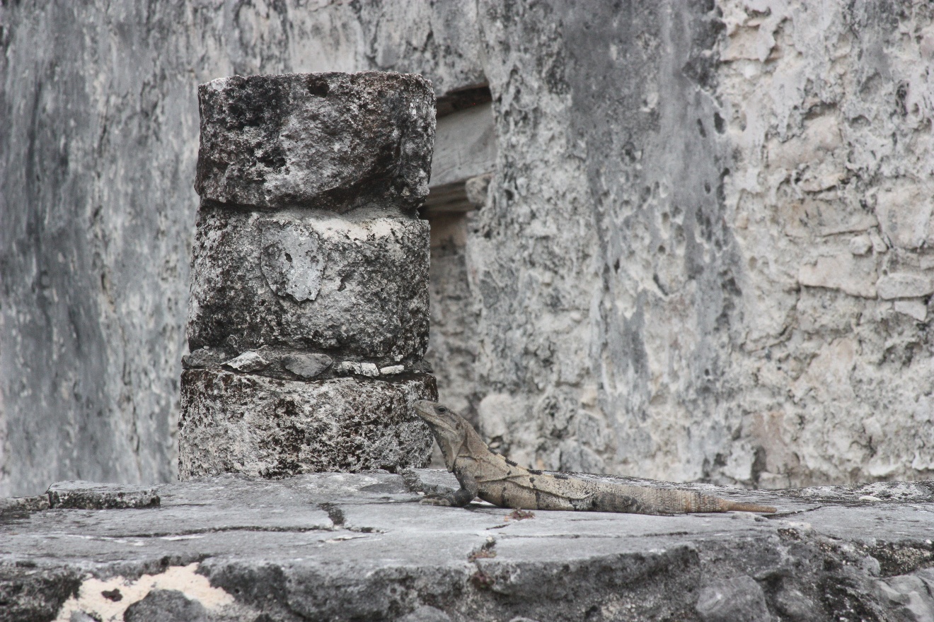 Lizard and pillar