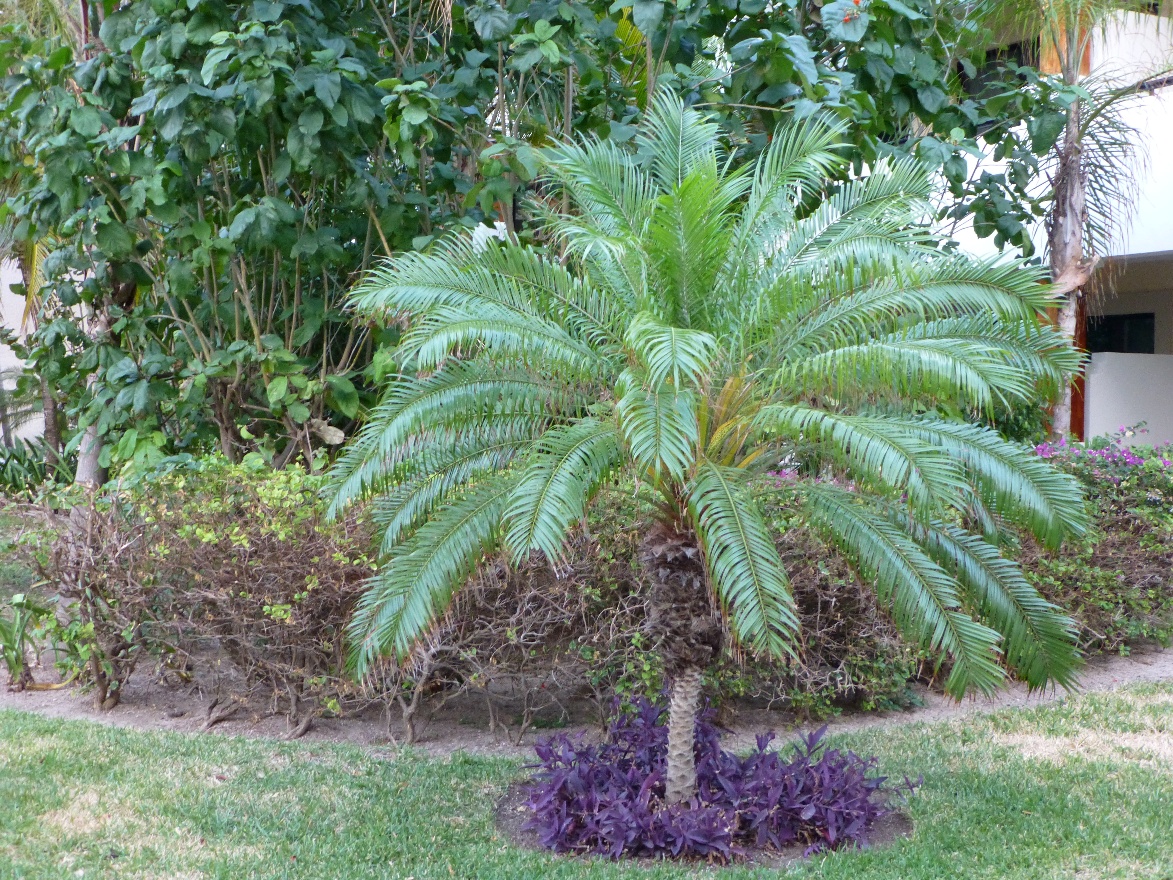 Little palm tree