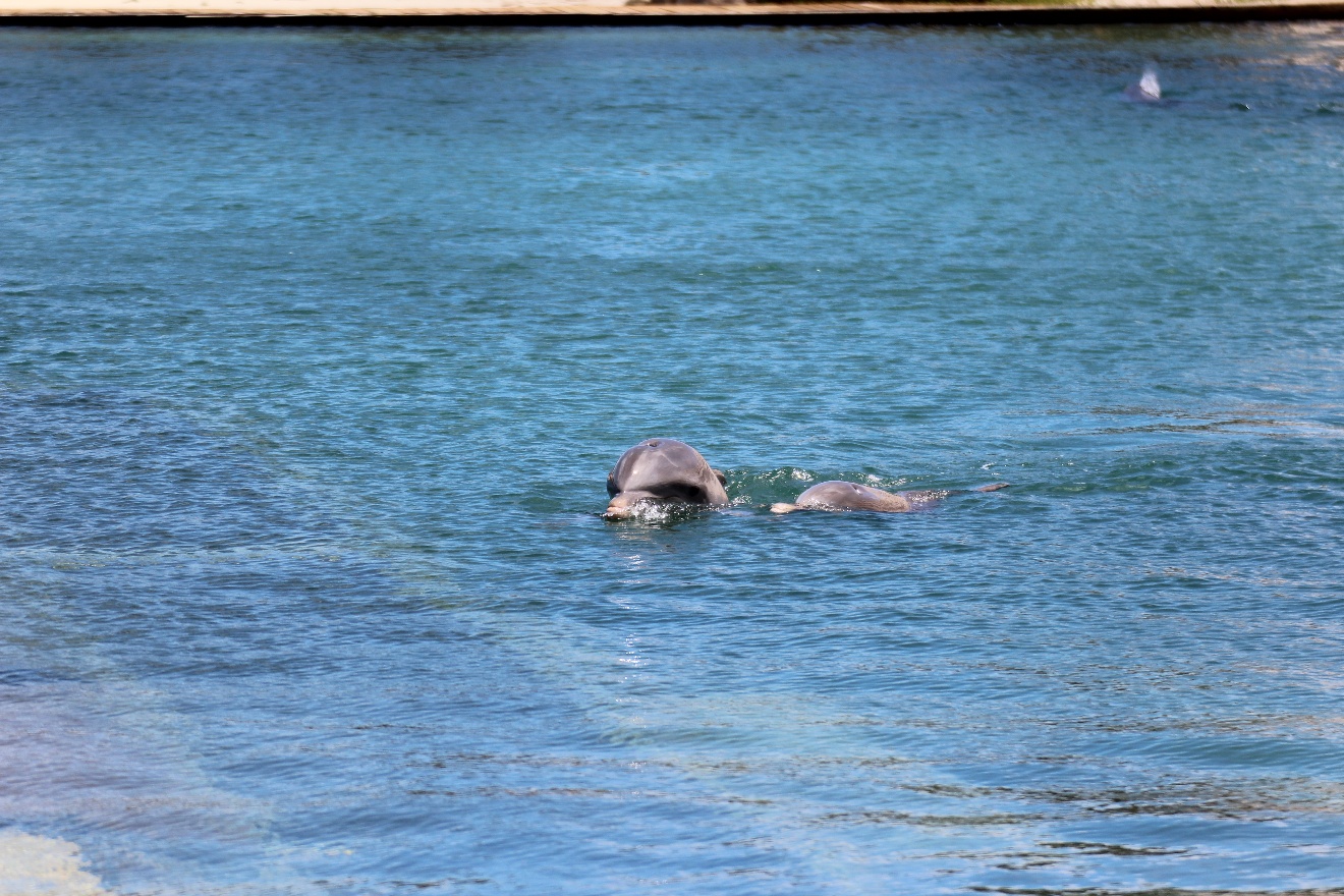 Dolphins 2