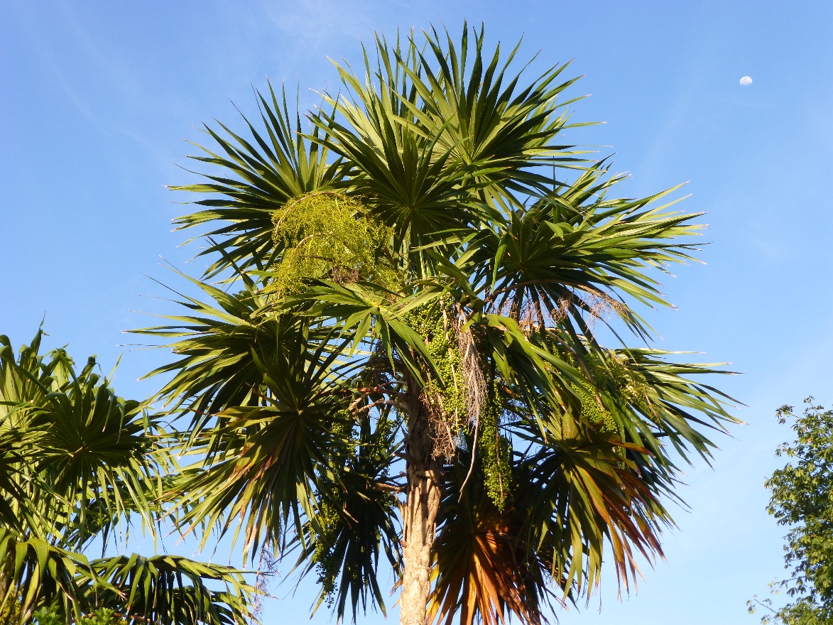 Palm tree 2