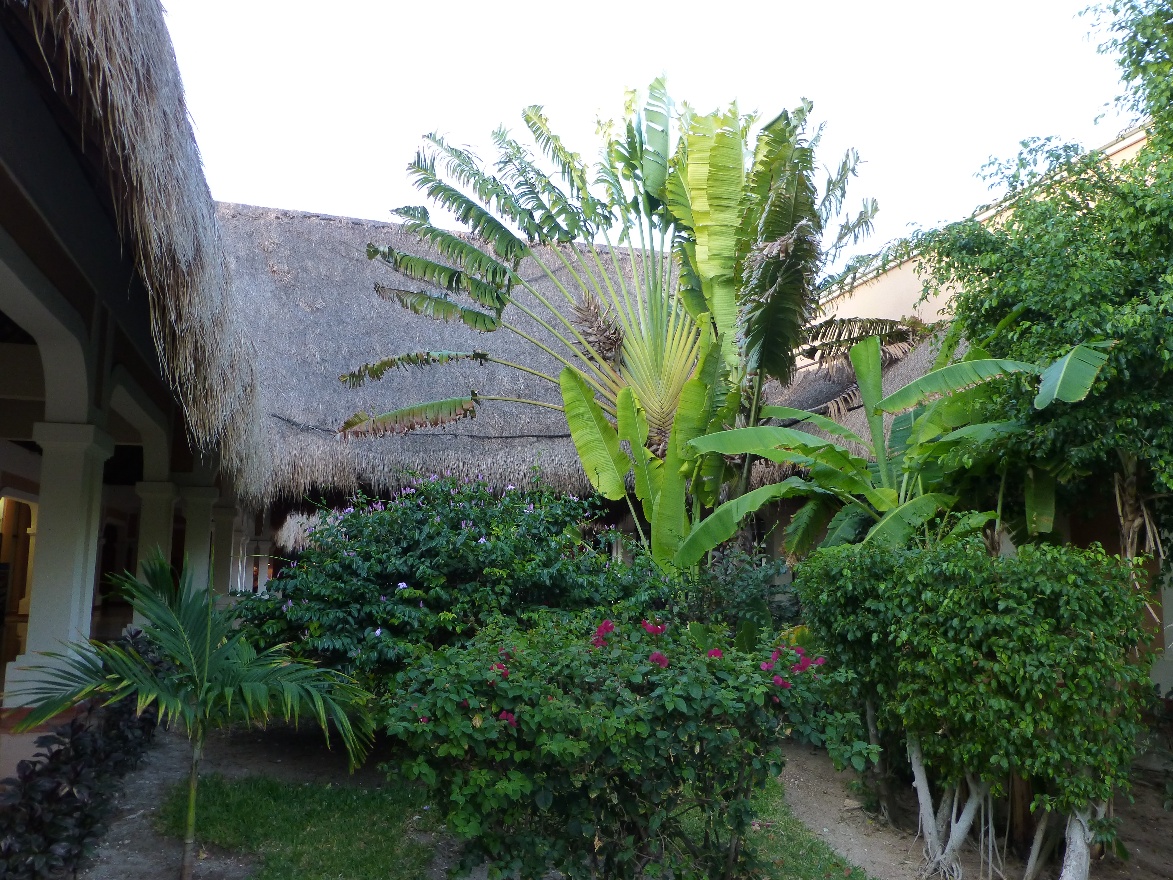 Palm tree 3
