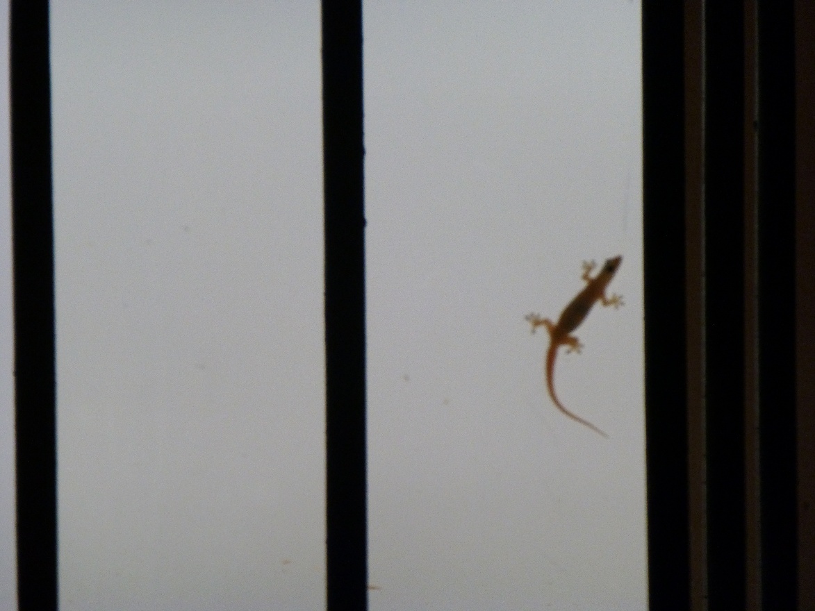 Little lizard 2