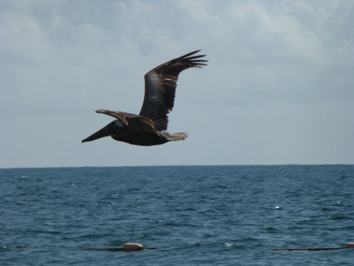 Pelican flying