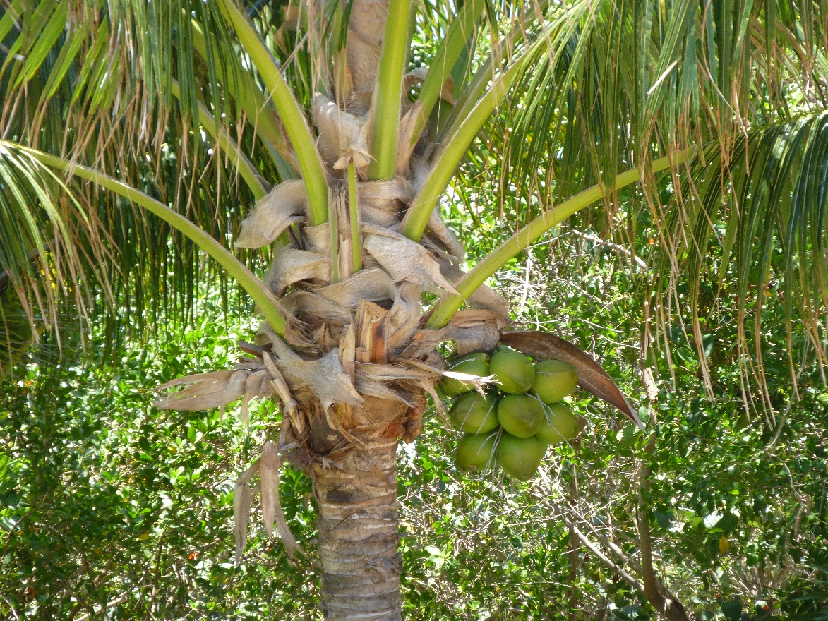 More coconuts
