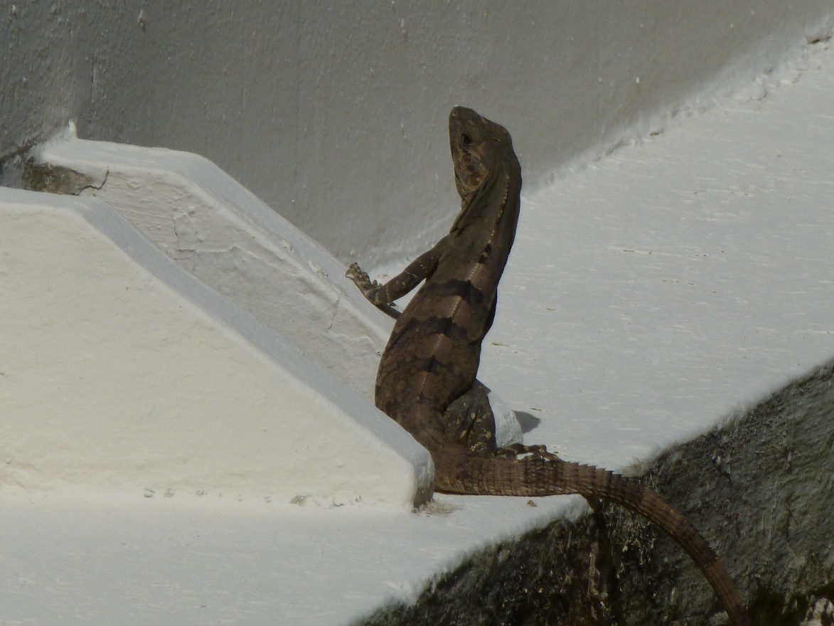 Lizard checking out