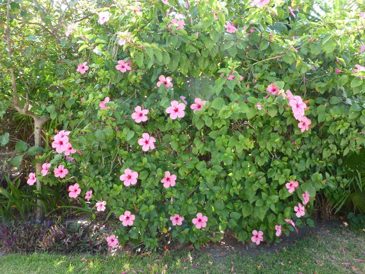 Bush with red flowers