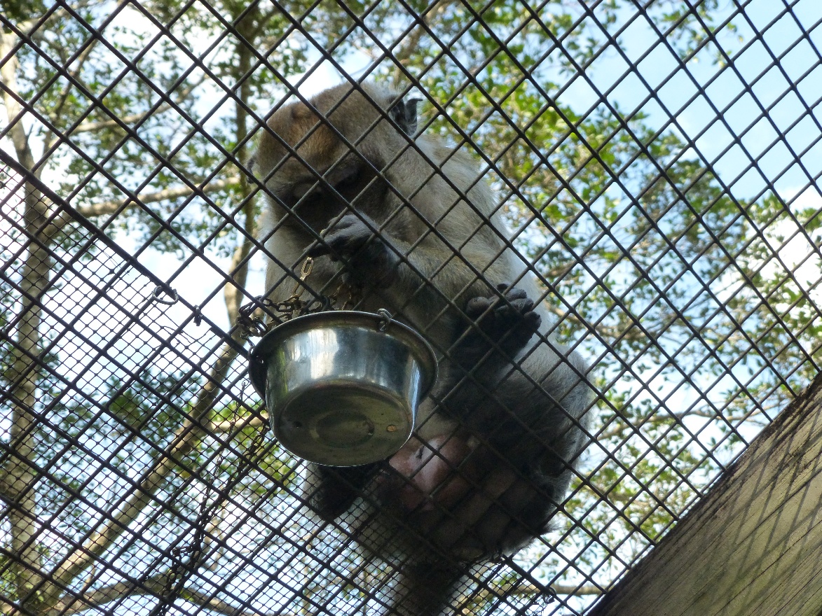 Feeding monkey