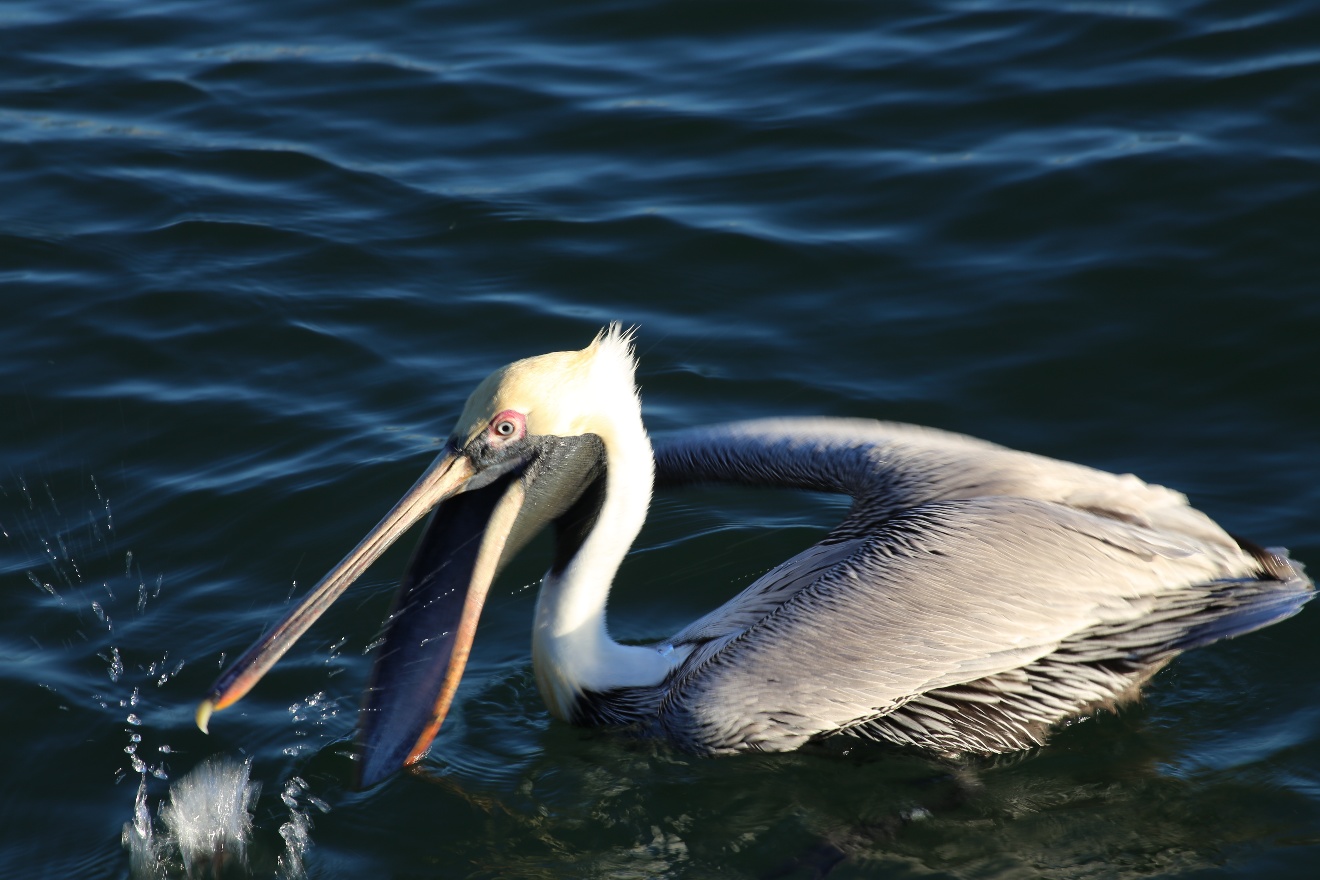 Pelikan catch