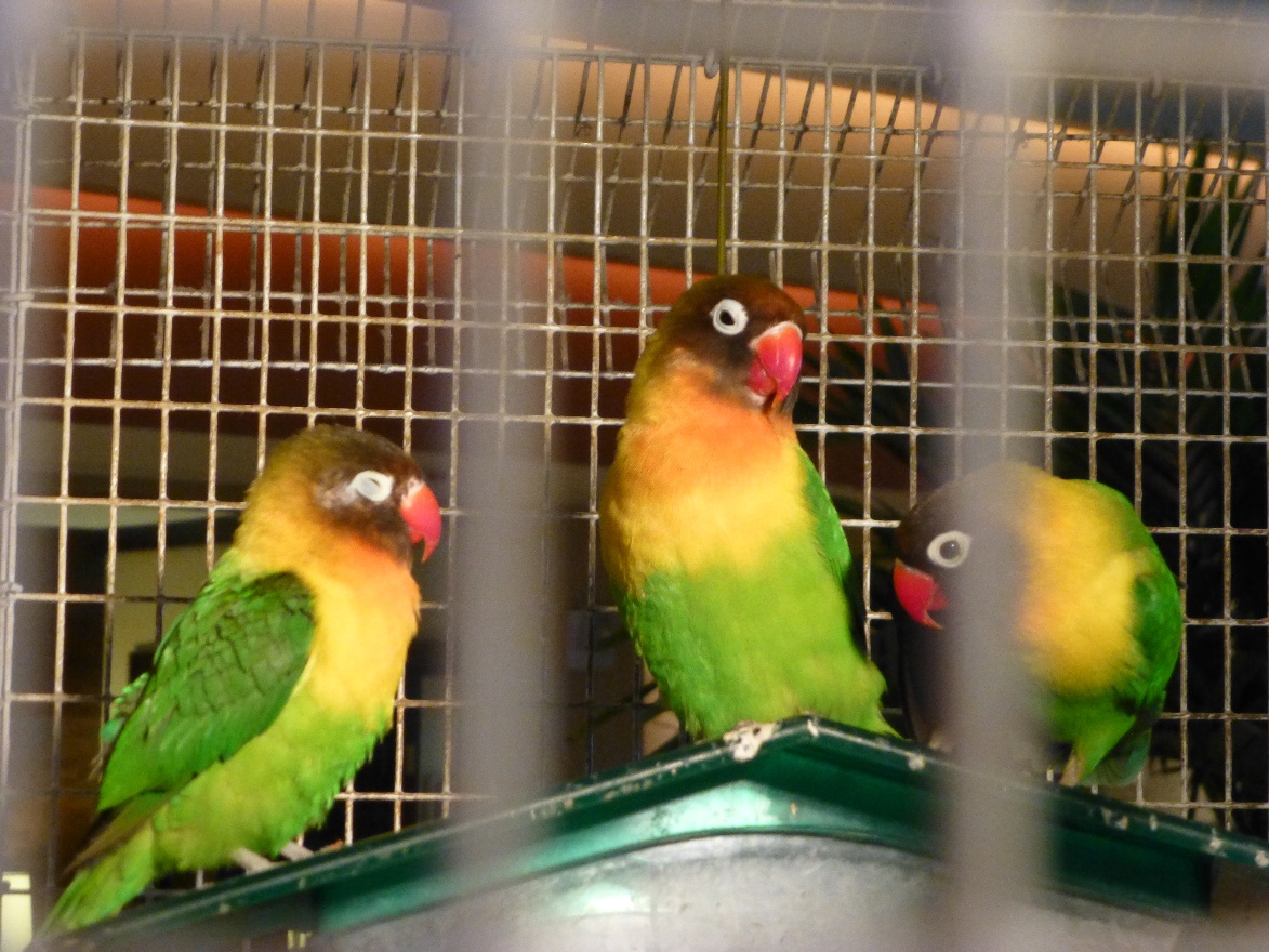 Parrots