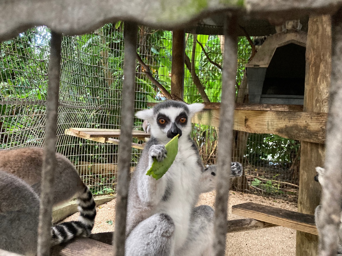 Lemur