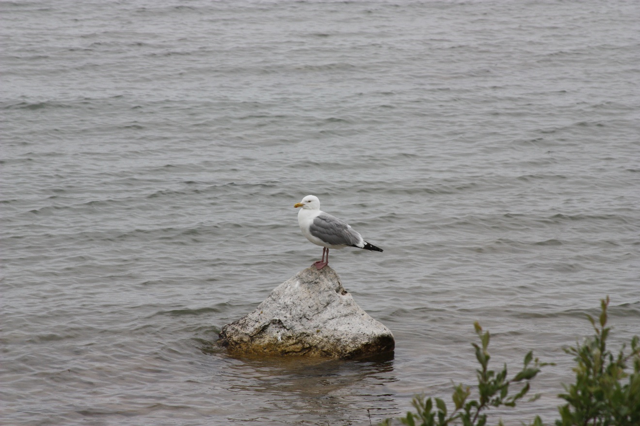 Seagull