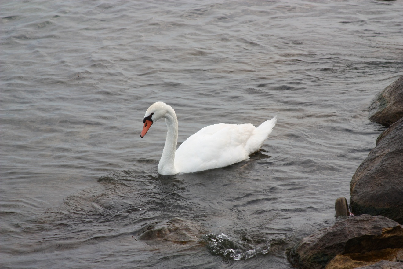 Swan
