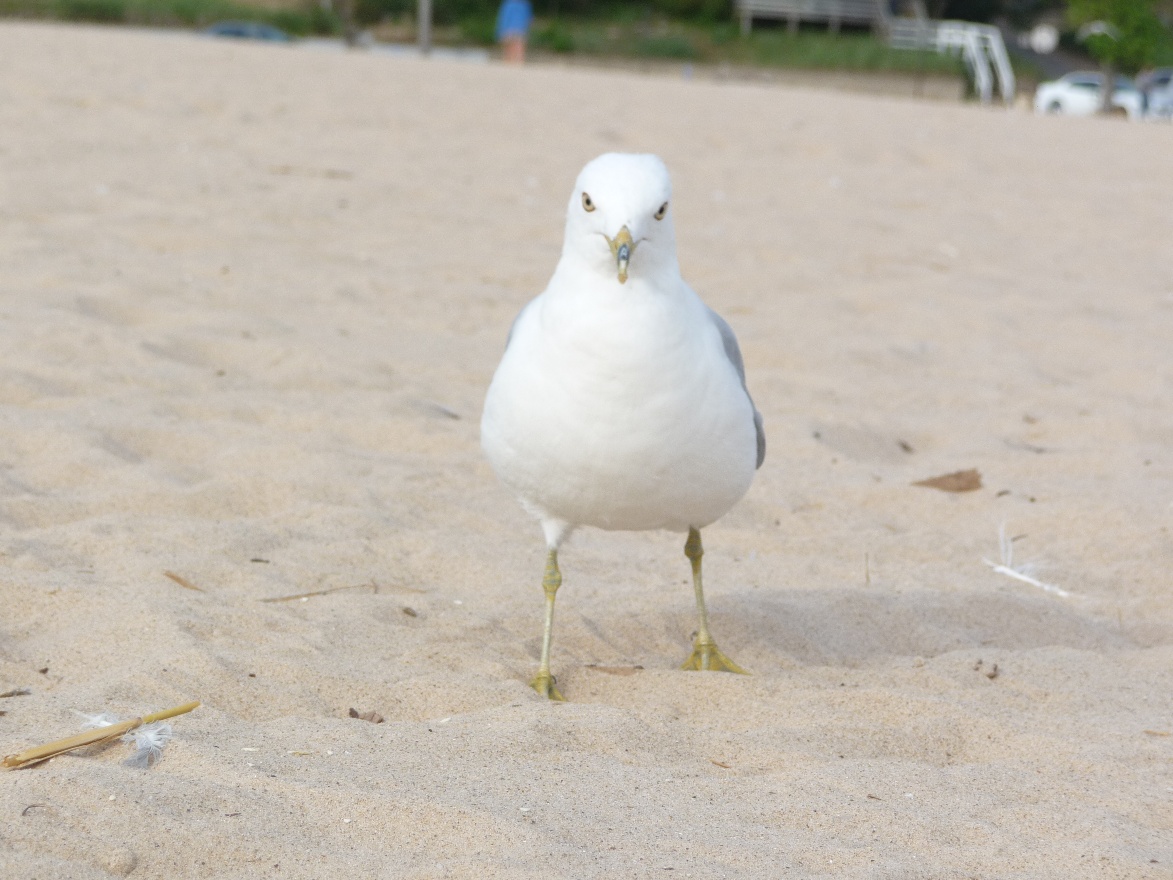 Brave Seagull