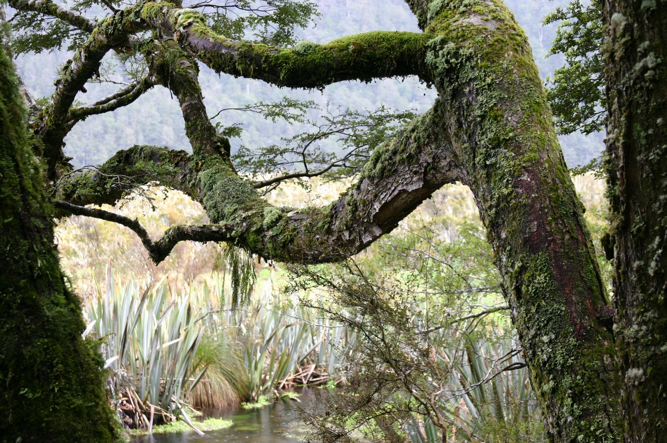 Moss