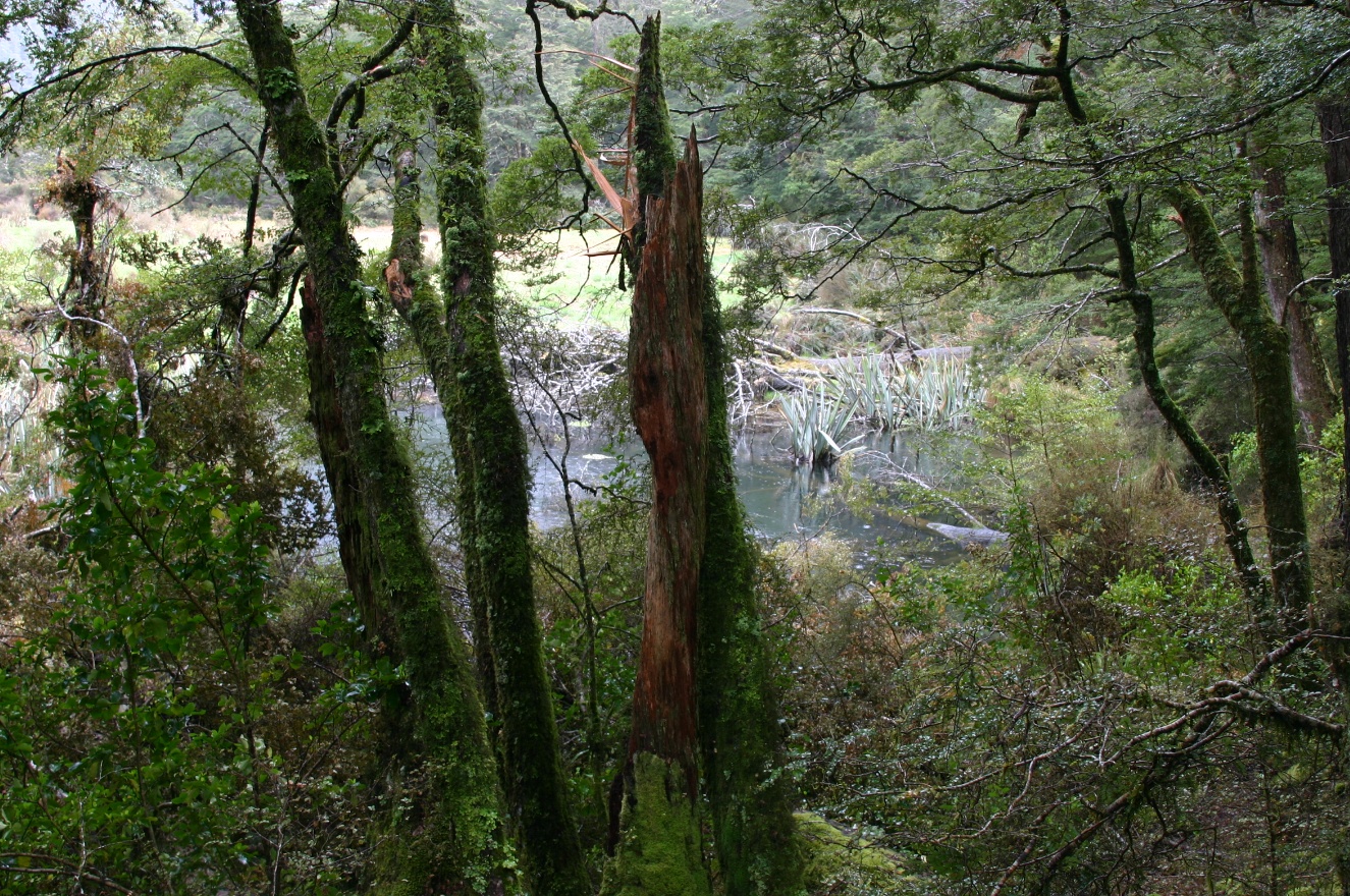 Nature 2