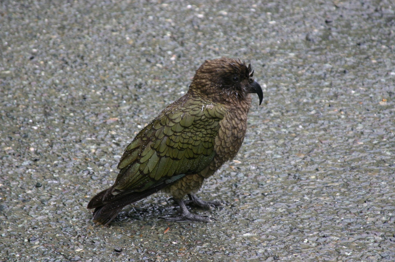 Green parrot