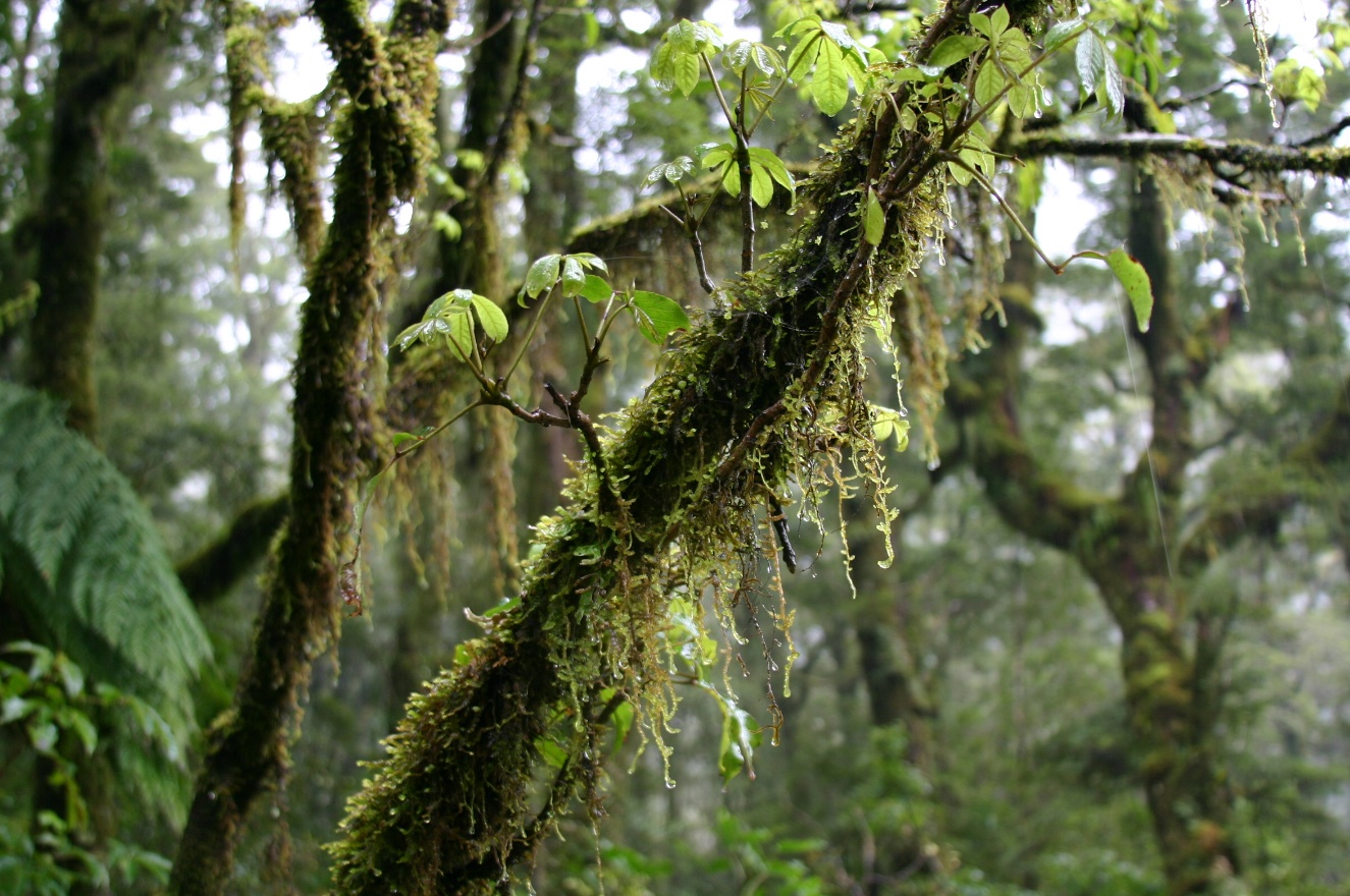 Tree Moss