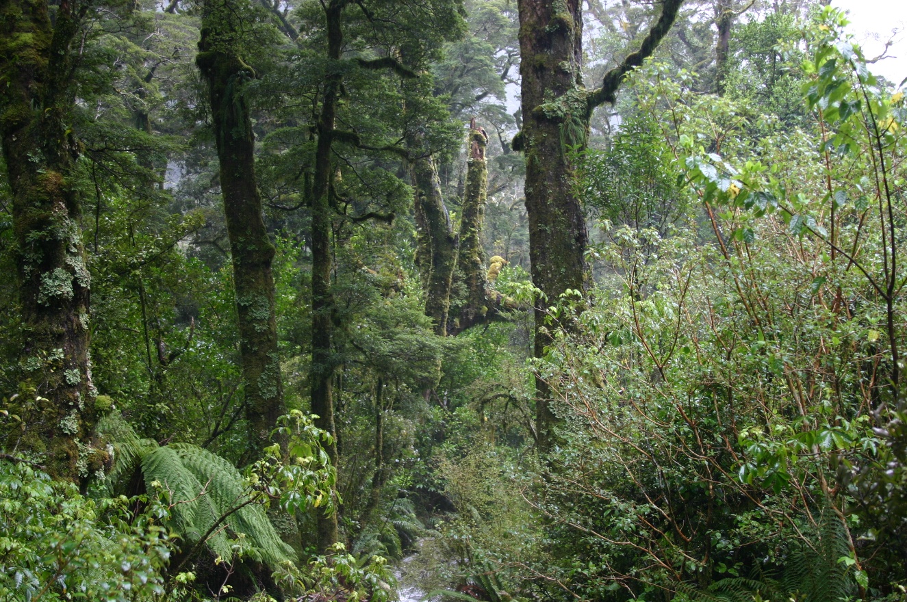 Nature
