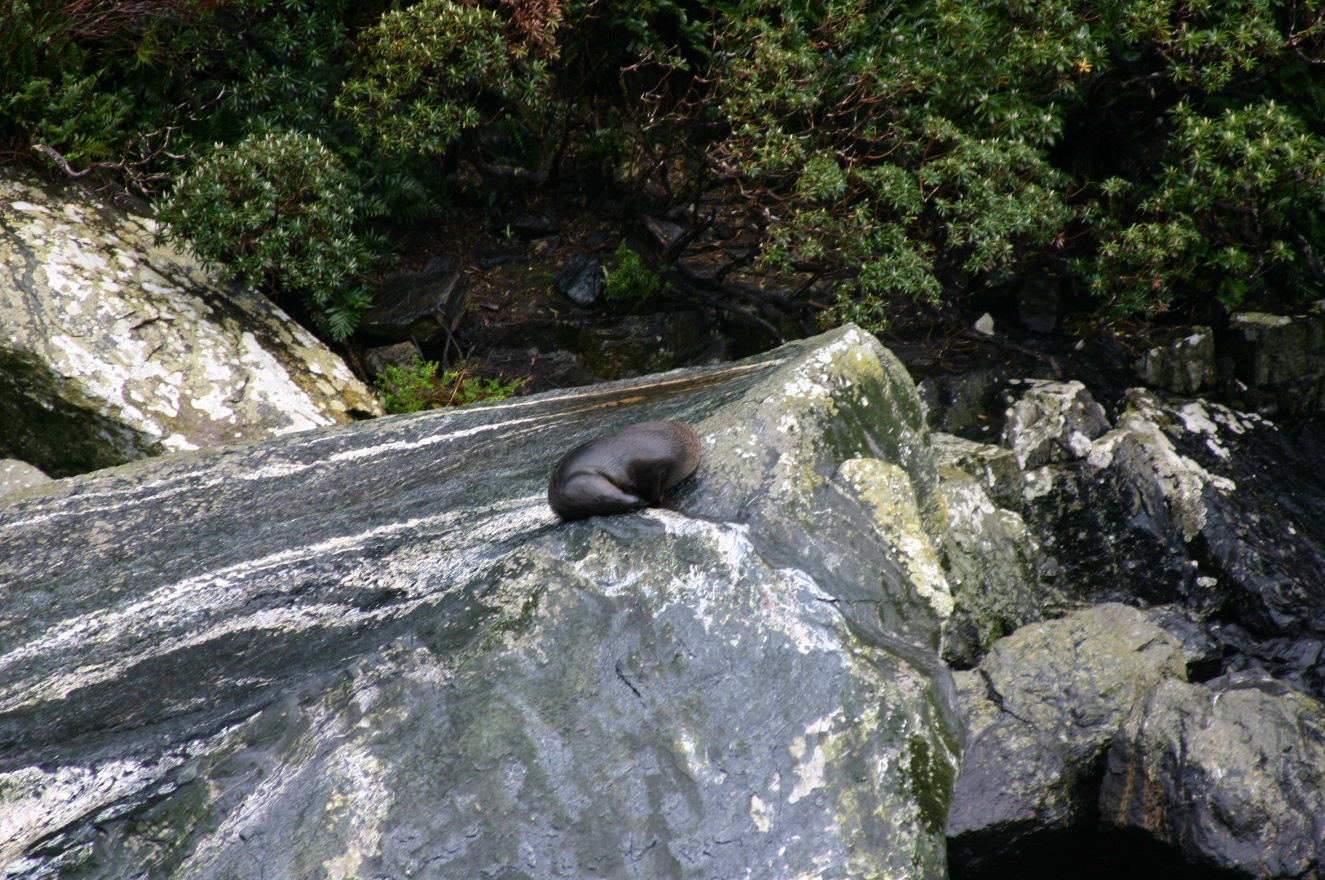 Seal