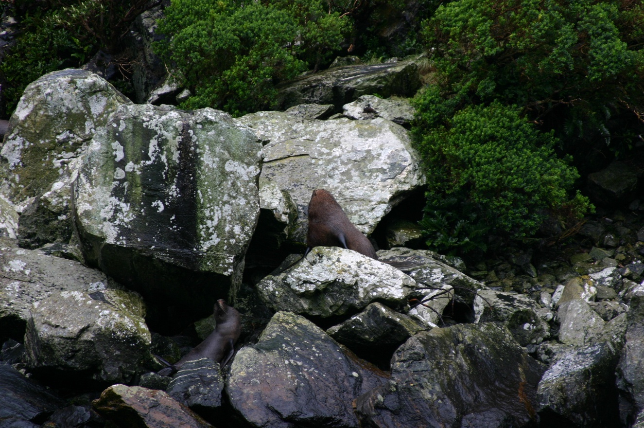 Two seals