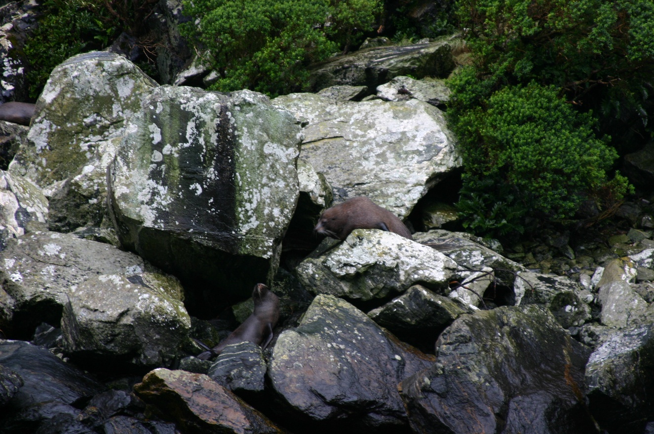 Same seals