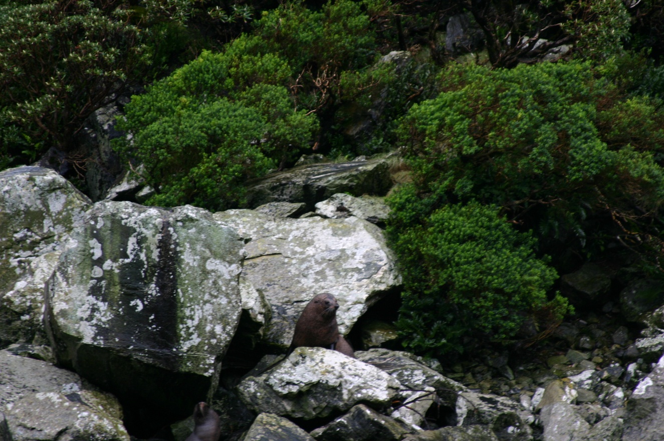 Seal and rock