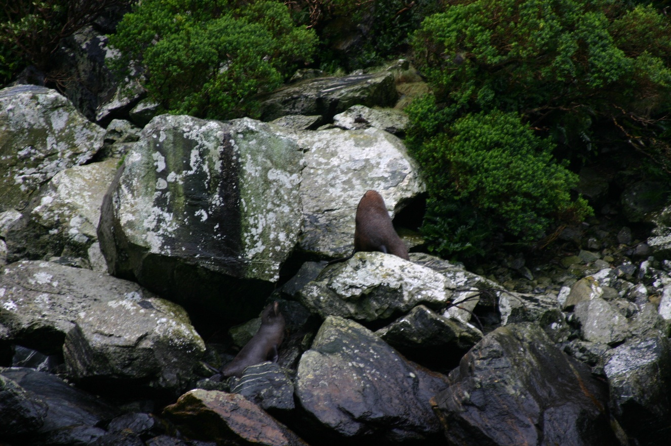 Two seals on rocks