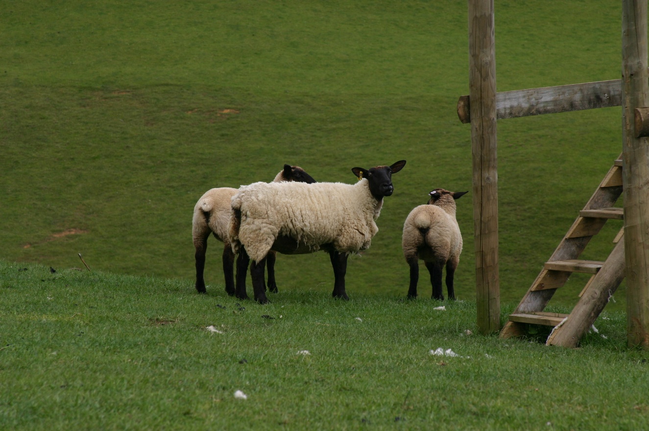 Sheep