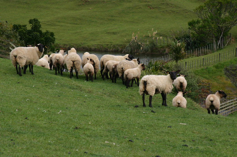 Sheep backs