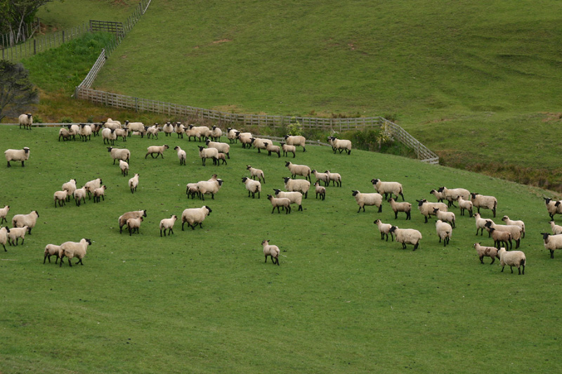 Sheep calm