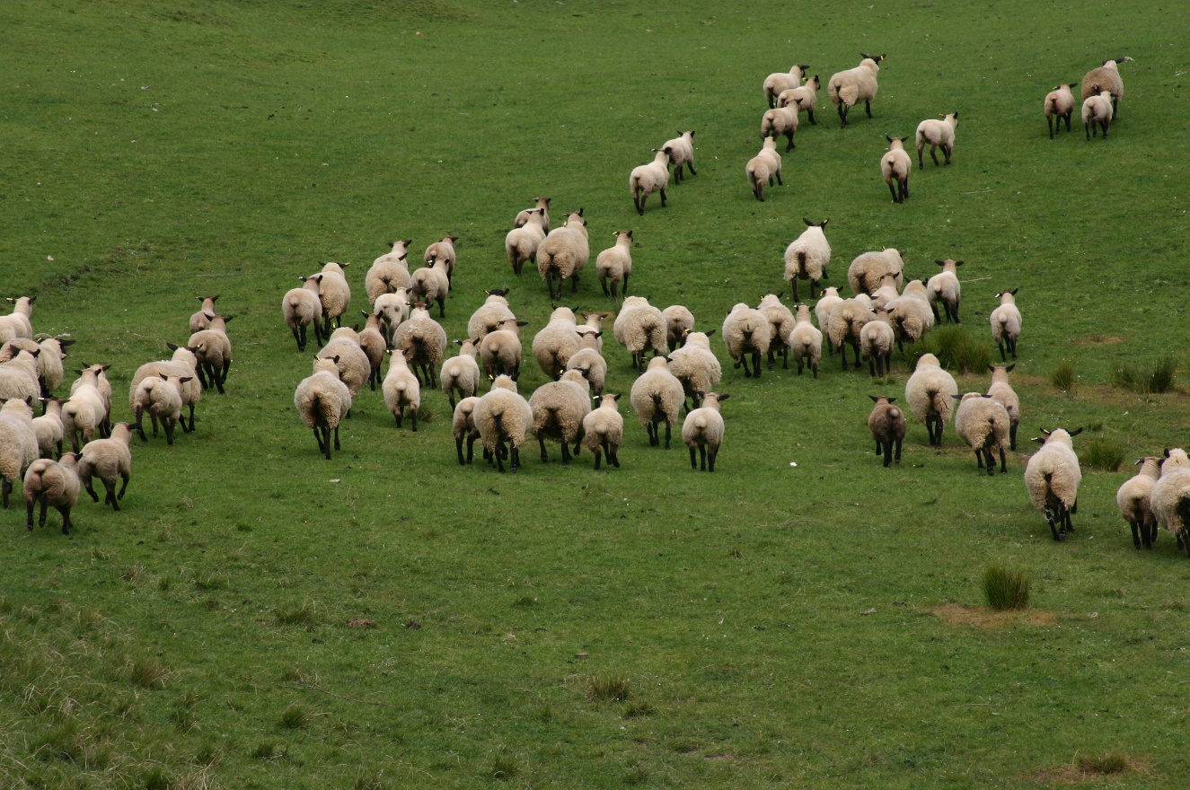 Sheep butts