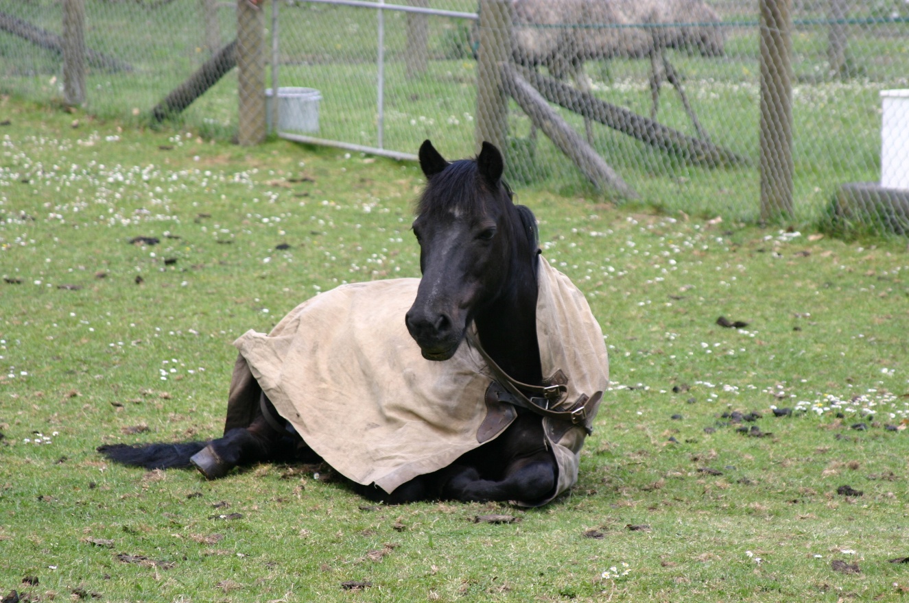 Dressed horse
