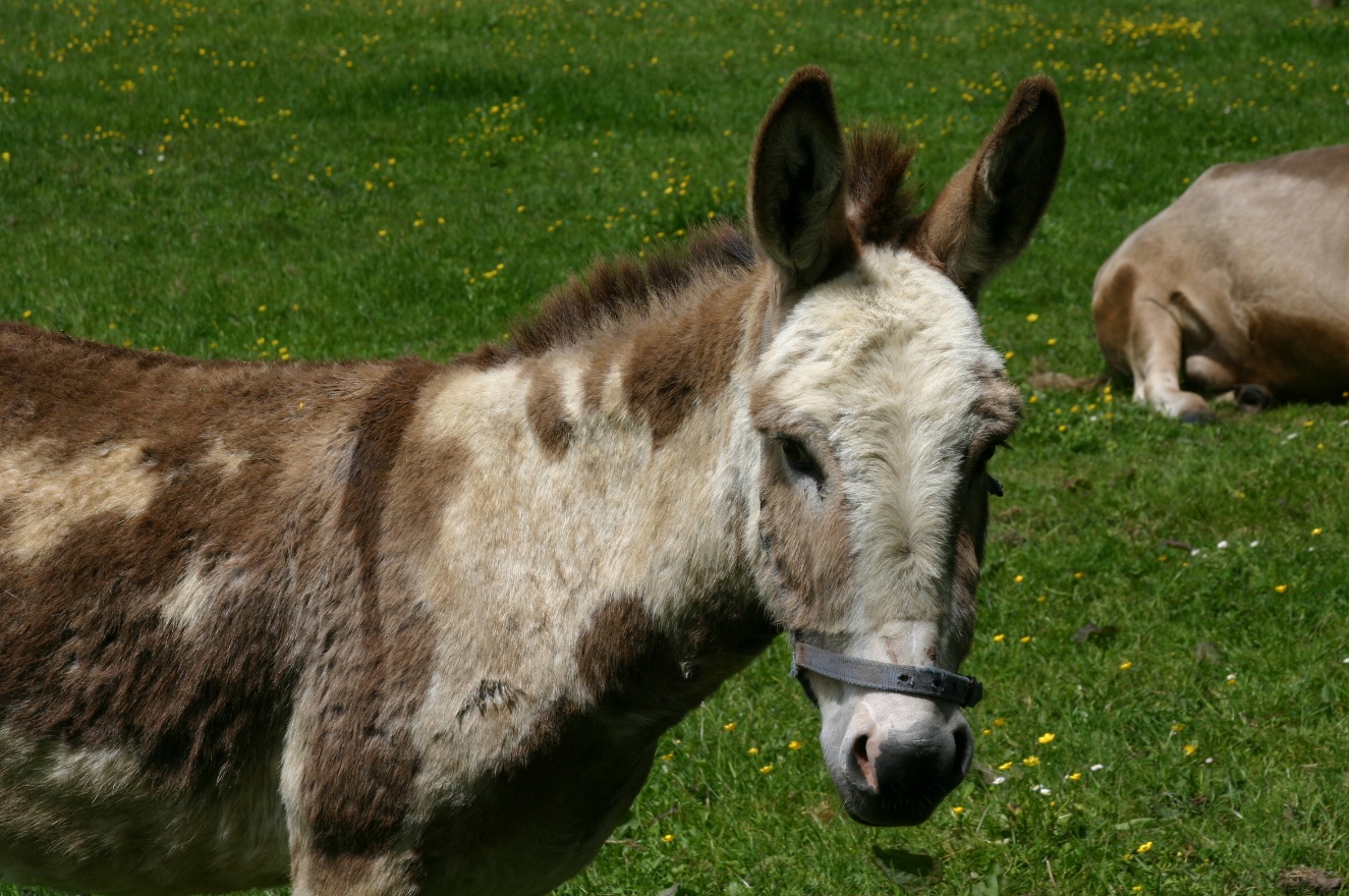 Donkey