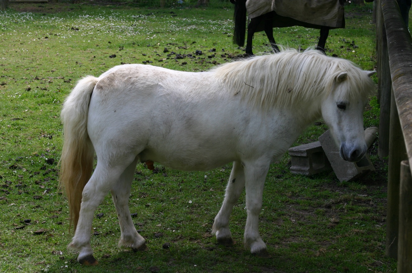 Pony